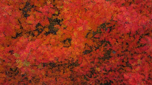 Red and orange leaves on a tree