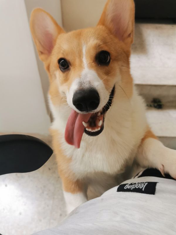 Dog corgi with long tongue