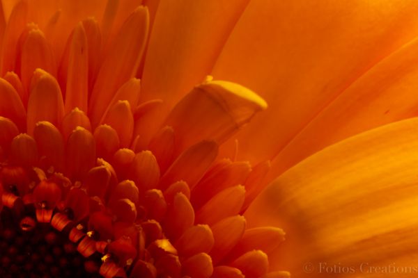Daisy