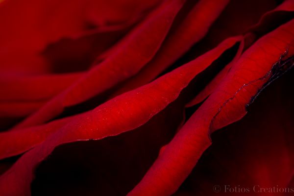 Red Rose
