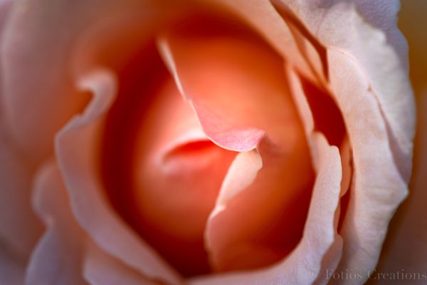 Tea Rose