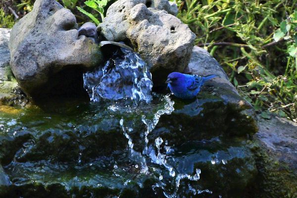 BD-Indego Bunting at waterfall crop