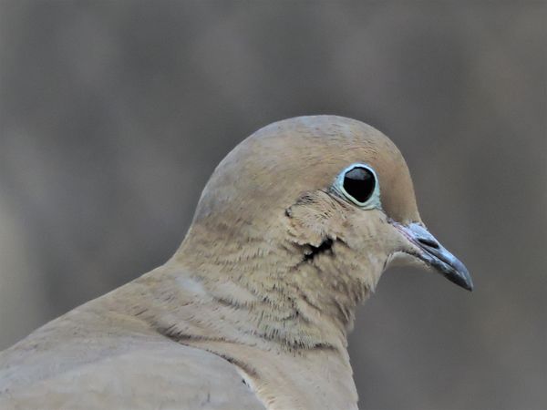 BD-Mourning Dove head