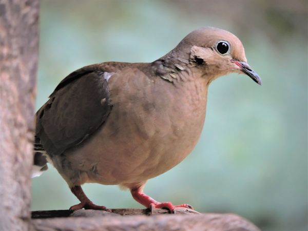 BD-Mourning Dove