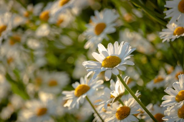 Backlit Flowers