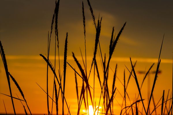 Sunset Through Straws