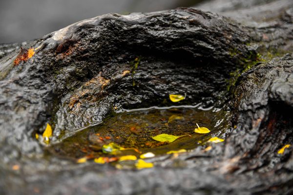 Water on a log