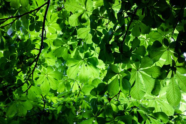 Abstract Leaves