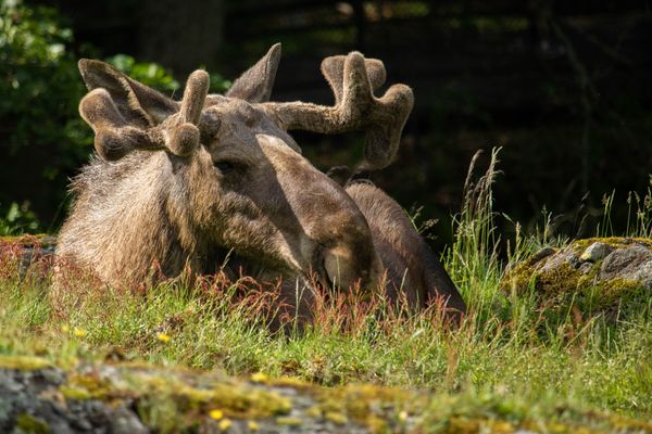 Moose