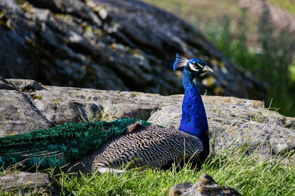 Peacock