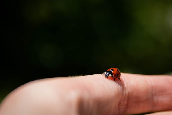 Ladybug