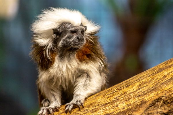 Cotton-top Tamarin on branch at Milwaukee Zoo