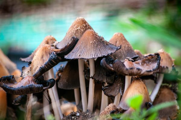 Mushrooms at Brookfield Zoo