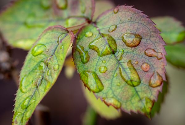 Leaves of Rose Bush - Rain Drops