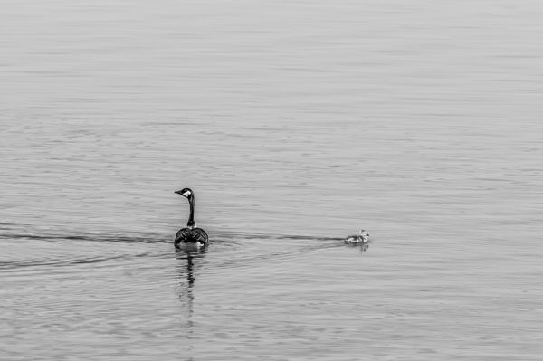 Goose and Gosling on Lake - Parental Concern vs. Strong-Willed Child