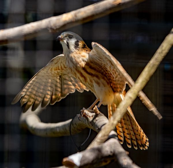 American Kestrel in Wildlife Rescue Stretching its Wings