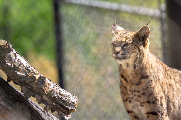 Bobcat in Wildlife Rescue Observing the Visitors