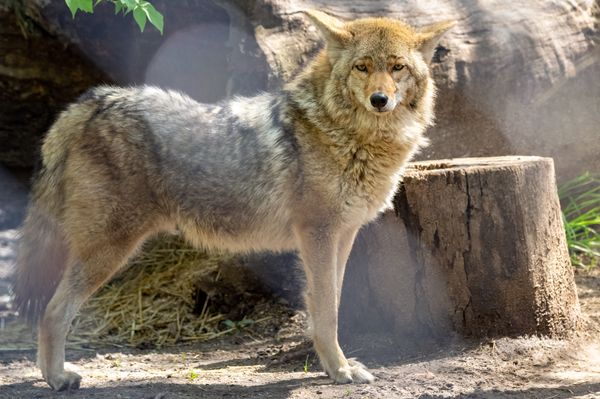 Coyote in Wild Life Rescue Observing Visitors