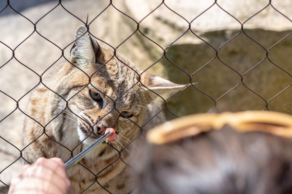 Bobcat in Wild Life Rescue being Fed and Trained