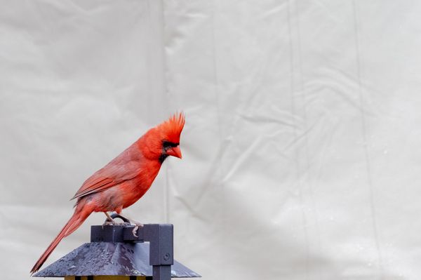 Northern Cardinal in my backyard after a rain