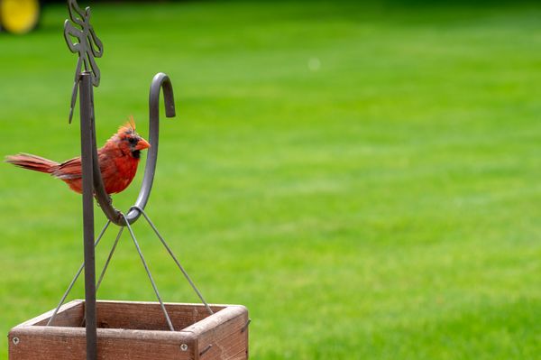 Male Northern Cardinal on platfirm bird feeder pole