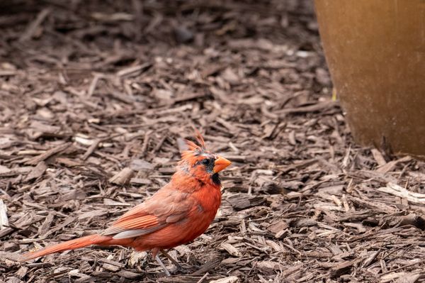 Brave Little Northern Cardinal in my Mulch Bed