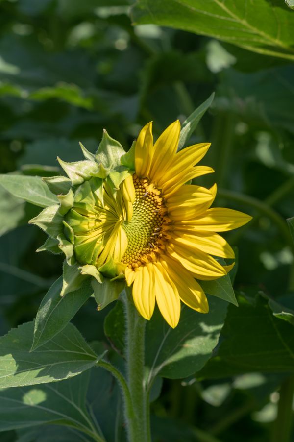 Sunflower Half Awake