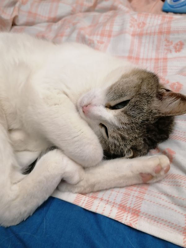 Sleepyhead cat - Gatto dormiglione