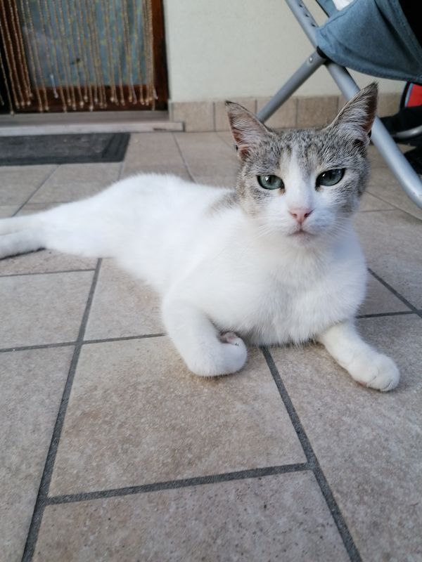 The cat on the terrace - il gatto in terrazzo