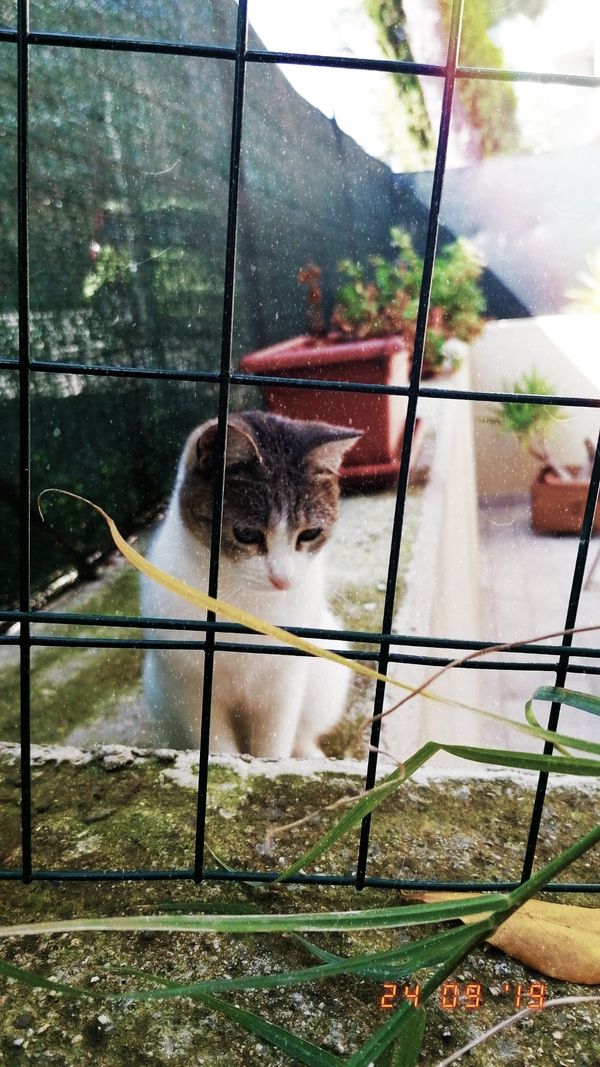 My curious cat in the garden - Il mio gatto curioso in giardino