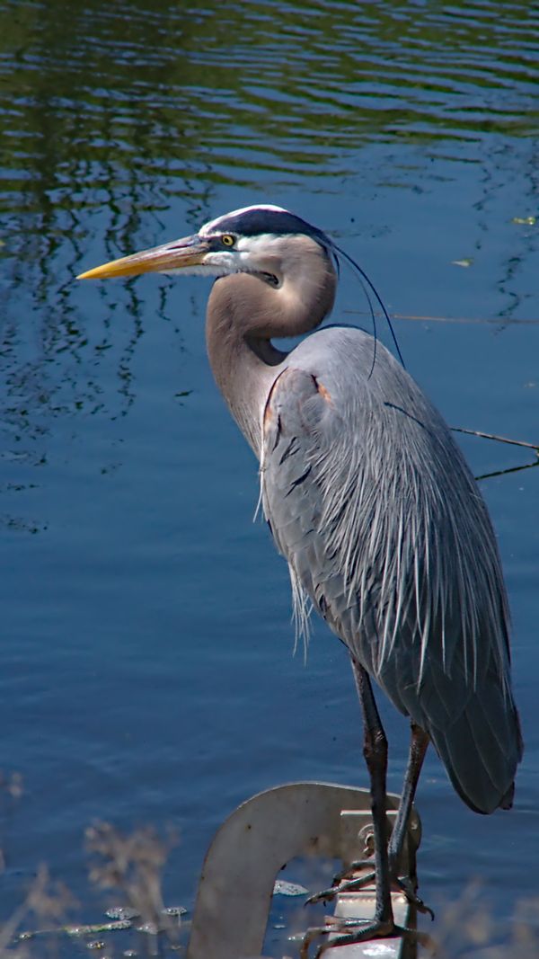 Giant Blue Heron found standing watch