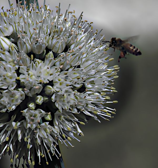Bee servicing an onion flower