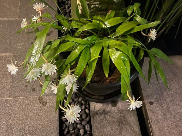 Wijaya Kusuma Flower