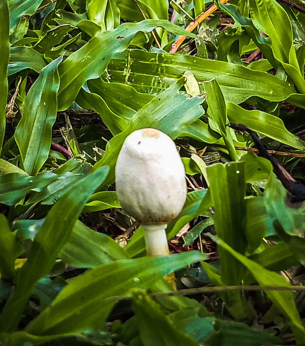 Finding Mushroom