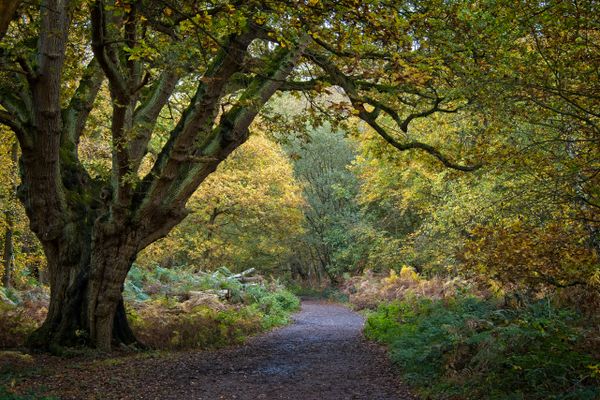 Autumn Woodland