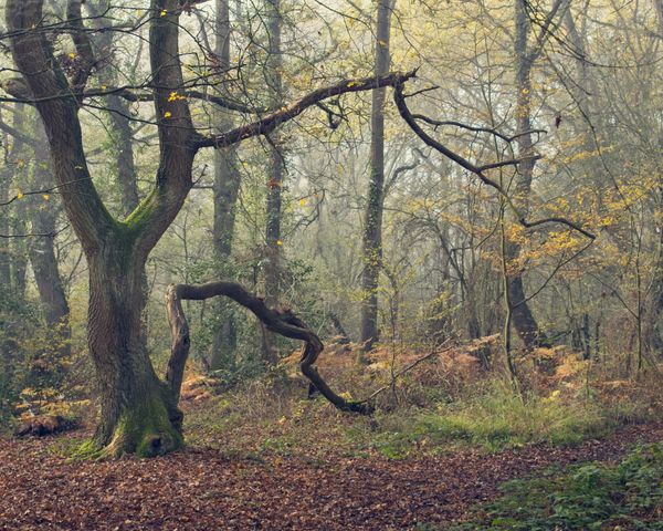 Soft light in autumn woodland