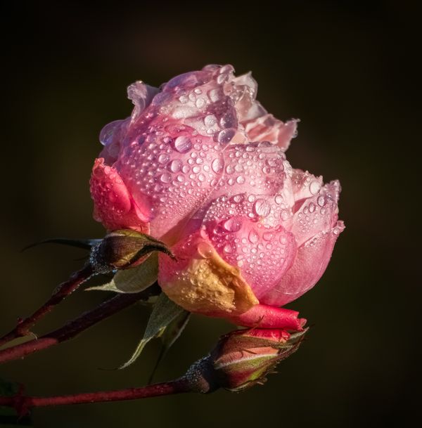 Pink Rose after the rain
