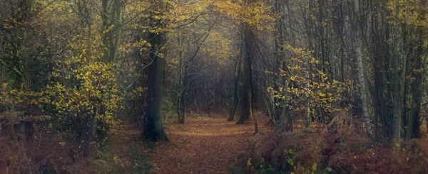 Mystical Woodland