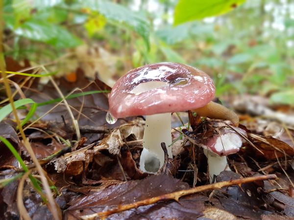 Droplet on Mushroom