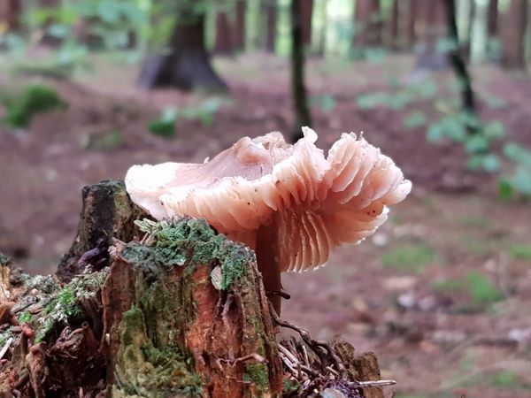 Lonely Mushroom