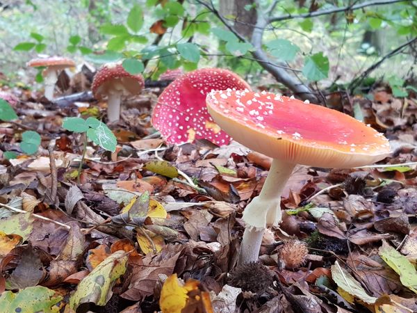 Mushroom in Forest Leaves