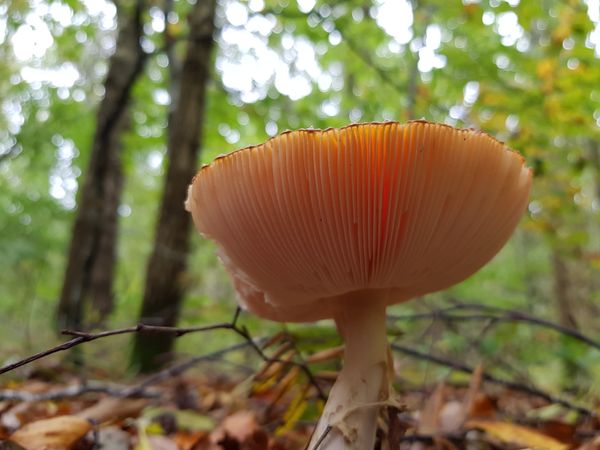 Mushroom in Light