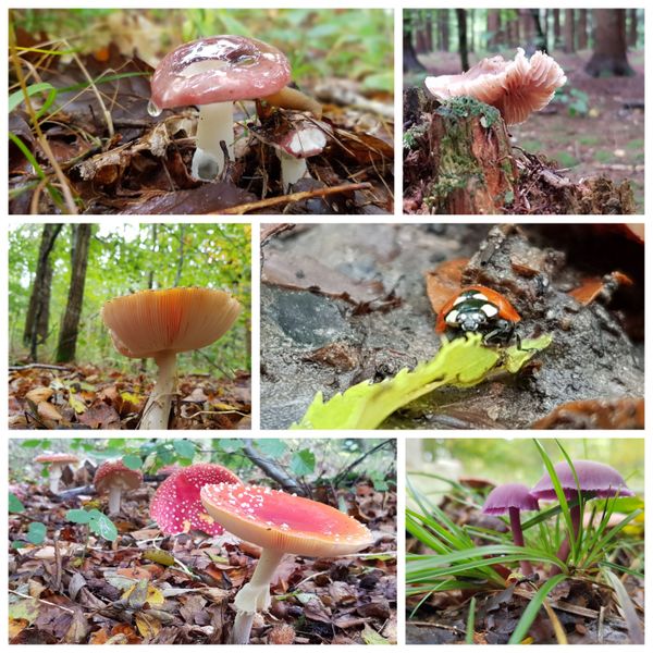 Forest Mushrooms