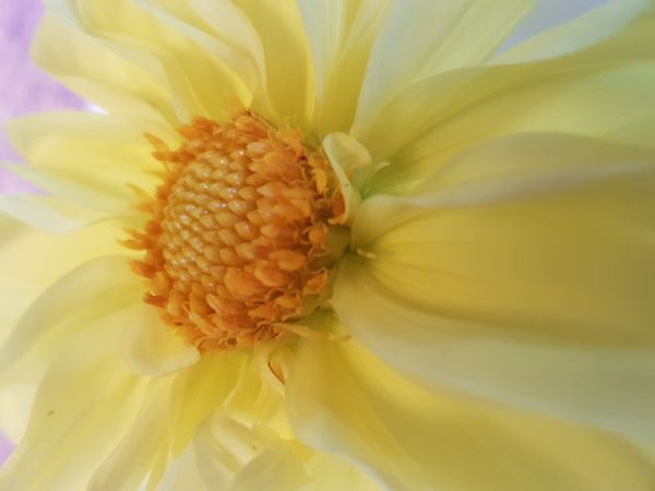 Yellow Flower on Pink Bagground