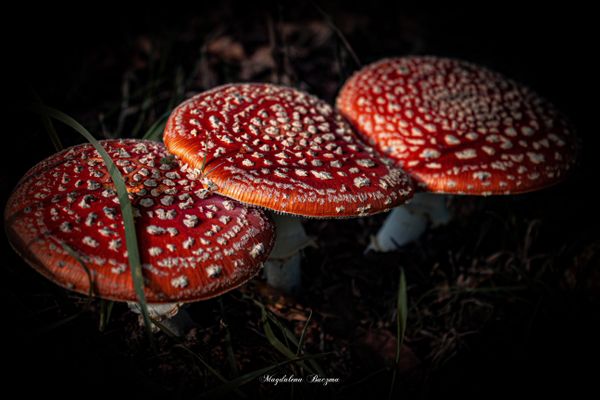 Family of toadstools