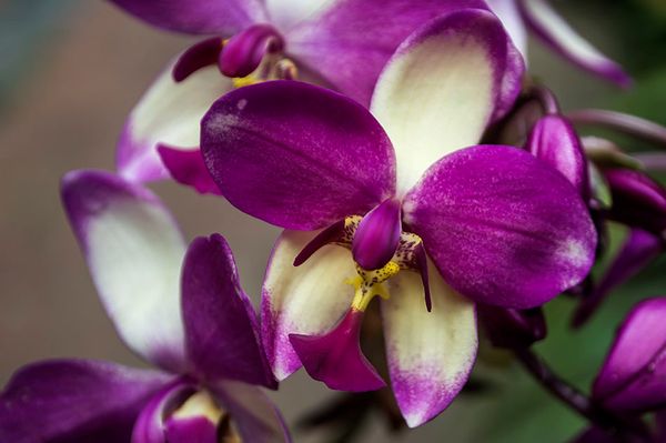 Ground orchid flower..