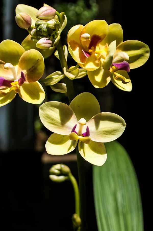 Ground orchid yellow.