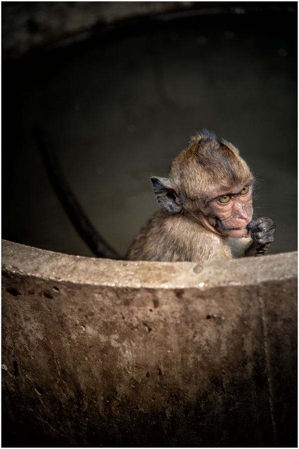 Cute Monkey