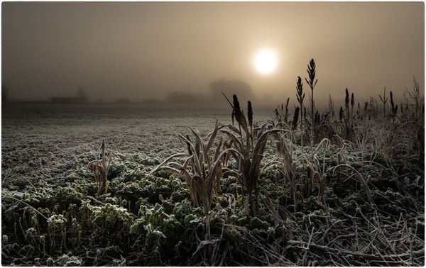 Winter Morning