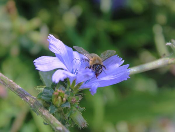Honey bee